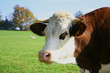 montbeliarde vache
