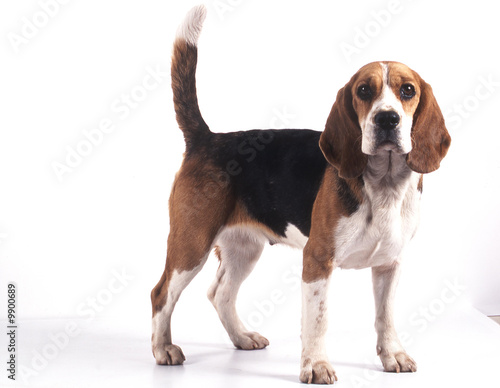 Photo: chien de race beagle de trois quart détourable chien de race beagle de trois quart détourable