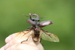 stag-beetle on the hand