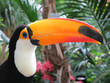 Toucan bird Toucan bird