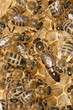bee-family on the  honeycomb