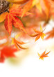 Golden autumn leaves falling from trees. Golden autumn leaves falling from trees.