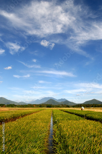 Foto: New varieties of rice being grown in Punjab Pakistan New varieties of rice being grown in Punjab Pakistan