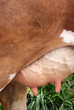 Pie de vache