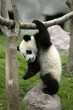 China,Giant Panda cub at the Giant Panda Center of Chengdu