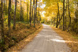 Footpath in an amazing fall forest Footpath in an amazing fall forest