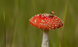 Fliegenpilz