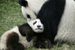 China, Province of Sichuan, Town of Chengdu..Giant Panda