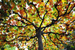 herbstfarben III