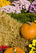 A shot of some pumpkins, decorated with straw and flowers