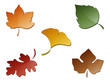 Feuilles d'automne