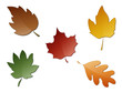 Feuilles d'automne