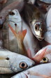 Marseille criée poissons bouillabaisse