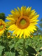 tournesol