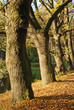 Stems of old trees in park