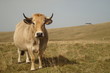Vache Aubrac.