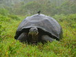 Galapagos Riesenschildkröte