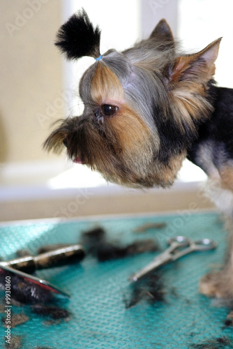 Yorkshire+terrier+haircuts+pictures