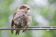 Sparrow fledgeling sitting under rain on strained steel wire Sparrow fledgeling sitting under rain on strained steel wire