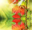 Beautiful red autumn leaves in sunshine. Close-up, shallow DOF. Beautiful red autumn leaves in sunshine. Close-up, shallow DOF.