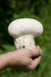 giant puffball in the hand of adult man giant puffball in the hand of adult man