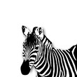 Zebra Illustration