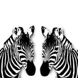 Zebra Illustration mit weissen Hintergrund