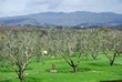 Tuscan Olive Trees