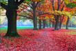 autumn in park