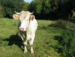 Vache de face