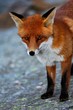 le renard