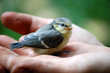 Kleine Meise in meiner Hand