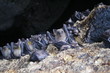 bats