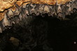philippine bats