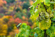 close up of a bunch of grapes in autumn ( mosel region germany) close up of a bunch of grapes in autumn ( mosel region germany)