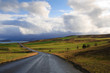 Road in bright green fields and hills in Iceland