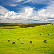Green meadow with flock of sheeps Green meadow with flock of sheeps