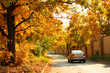 Car will go along the road. Autumnal trees.