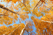 Top of the birches, sun weather and blue sky