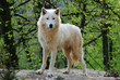 Photo en ligne au meilleur prix arctic wolf