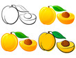 Apricot