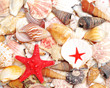 a red starfish and seashells