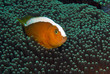 Clown fish (Indonésie, Manado)