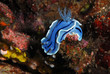 Chromodoris Lochi (Indonésie - Sulawési)