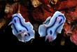 Chromodoris Lochi (Indonésie - Sulawési)