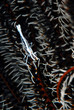 Crinoid-shrimp (Indonesie-Manado)