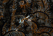 Crinoid-shrimp (Indonesie-Manado)