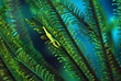 Crinoid-shrimp (Indonesie-Manado)