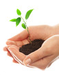 Human hands hold and preserve a young plant