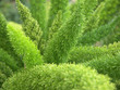 asparagus
